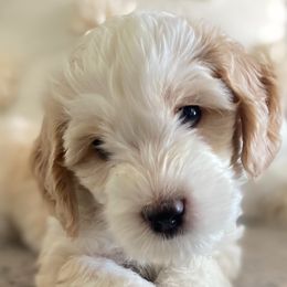 Australian Labradoodle Puppies from Daff-O-Doodles