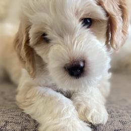 Australian Labradoodle Puppies from Daff-O-Doodles