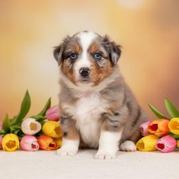 Ranger - Blue merle male Australian Shepherd puppy in Hugo, Colorado from Frying Pan Ranch Australian Shepherds