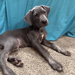 Turkey - Great Dane puppy from Ferguson Family Danes LLC