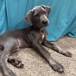 Turkey - Great Dane puppy from Ferguson Family Danes LLC