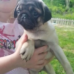 Sweets - Fawn female Pug puppy in Woodland, Washington from Moore's Little Pug's