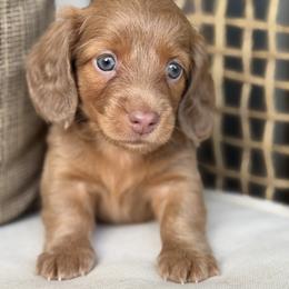 Praline - Fawn (isabella) and tan female Dachshund puppy in Bentonville, Arkansas from Boujee Buns Dachshunds