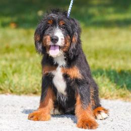 Mustang (socialization program graduate) - Tri-color male Bernedoodle puppy in Dundee, Ohio from Down Home Doodle