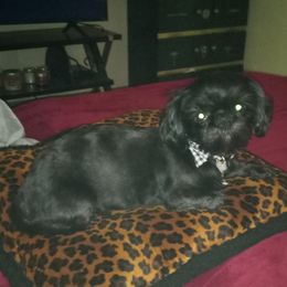 Karen - Shih Tzu