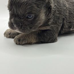 Girl 3 - Blue fawn female French Bulldog puppy in Marion, Virginia from Frenchies Vom Reiches Tal