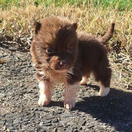 Reaper - Brown and white male Siberian Husky puppy in Vale, North Carolina from Sirens Song Siberian Huskies