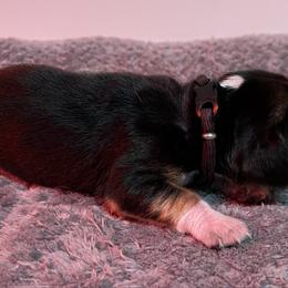 Brown Collar - Black tan and bluetick male Beagle puppy in Jasper, Texas from Beech Grove Beagles