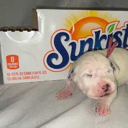 Sunkist - White and black female Dalmatian puppy in Des Moines, Iowa from Spot Splattered Dalmatians