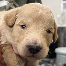 Cheddar - Cream female Pyredoodle puppy in Prescott, Washington from Washington Pyredoodles