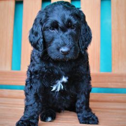 Goldendoodle Puppies from Warren Doodles