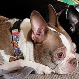 Boston Terriers from K & B Bostons