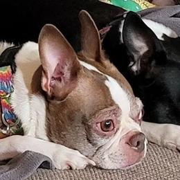 Boston Terriers from K & B Bostons