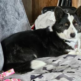 Cardigan Welsh Corgi puppies from LynnDee's Kennel