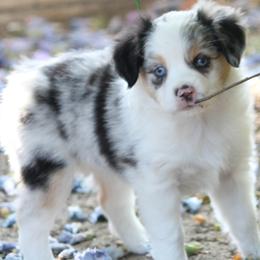Cookie - Blue merle female Miniature American Shepherd puppy in South El Monte, California from Red Moon Mini Aussies