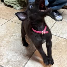 Voodoo - Black brindle female Dutch Shepherd puppy in Saint Amant, Louisiana from Mercy Kennels