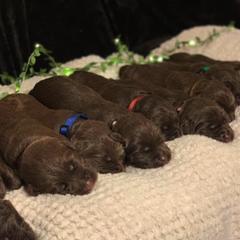 Double Doodles from Cencal Stellar Doodles