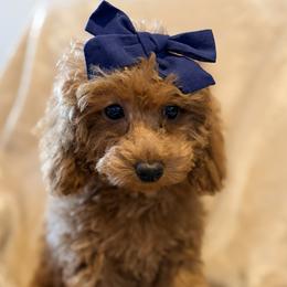 Goldie - Apricot female Poodle puppy in Queens, New York from Pawfect Soul Puppies