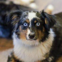 Dolly - Toy Australian Shepherd