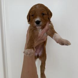 PAPAYA - Apricot female Goldendoodle puppy in Independence, Oregon from Ankeny Doodles