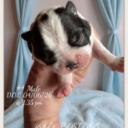 Boy 3 - Black and white male Boston Terrier puppy in North Central, Vermont from Windy Valley’s Bostons
