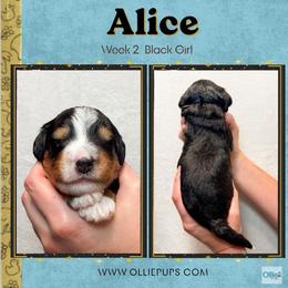 Alice (Black girl) - Tri-color female Bernedoodle puppy in Boiling Springs, South Carolina from OlliePups, LLC