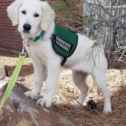 Golden Retriever Puppies from Danielle Kemper