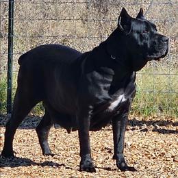 Octavia - Cane Corso