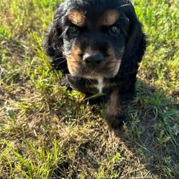 Cas - Black white and tan male Cocker Spaniel puppy in Justin, Texas from Flud Farm Cocker Spaniels