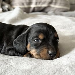 Dachshund Puppies from Silver Dach Farms