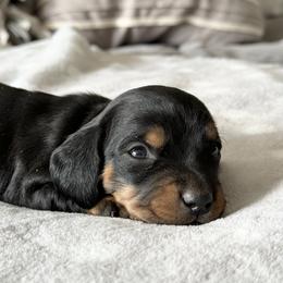 Dachshund Puppies from Silver Dach Farms