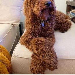 Goldendoodle Puppies from Zink Doodles