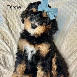 Dixie - Phantom female Bernedoodle puppy in Hillsboro, Oregon from Myt fine doodles