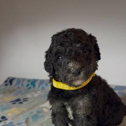 Zydeco - Yellow Collar - Phantom female Bernedoodle puppy in Carencro, Louisiana from Southern Bayou Poodles and Doodles
