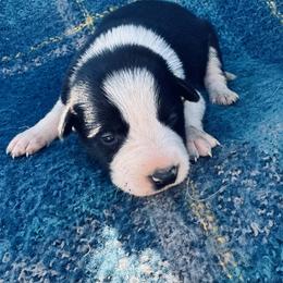 Yellow - Black and white female Border Collie puppy in Minden, Iowa from Rocking N Registered Border Collies & Labradors