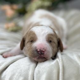 Magnolia - Parti female Goldendoodle puppy in Queen Creek, Arizona from Goldendoodle AZ