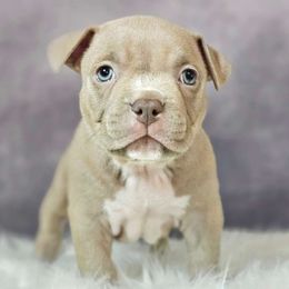 Merry - Lilac American Bully puppy in Elberta, Alabama from Laser Elite Bully Creations
