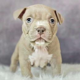 Merry - Lilac American Bully puppy in Elberta, Alabama from Laser Elite Bully Creations