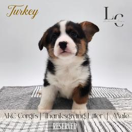 Turkey - Black and tan male Pembroke Welsh Corgi puppy in Pine Village, Indiana from NL Horsemanship