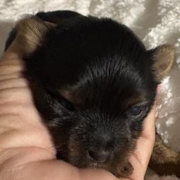 Evee - Black and tan female Yorkshire Terrier puppy in Compton, California from Suzane's Yorkshire Terriers