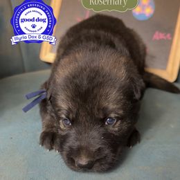 Rosemary - Sable female German Shepherd puppy in Livingston, Kentucky from Illyria Dox & GSD