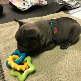 French Bulldog Puppies from Ginny's Frenchie's