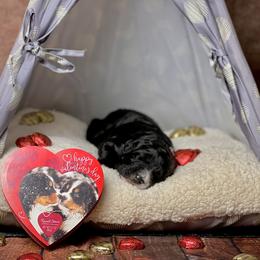 American Eskimo Dog and Bernedoodle Puppies from Shadow Kennels