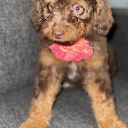 Aussiedoodle, Bernedoodle, Goldendoodle, and Poodle Puppies from Vallevistadoodles