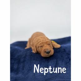 Neptune - Red  male Goldendoodle puppy in Smithfield, Kentucky from KBK9 Kennels