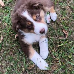Miniature American Shepherd and Miniature Australian Shepherd Puppies from Eardley Acre Mini Australian & American Shepherds