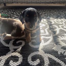 Dachshund Puppies from Dapper Dachshund