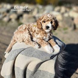 Goldendoodle and Poodle Puppies from Country Trail Pups
