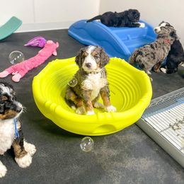 Bernedoodle and Bernese Mountain Dog Puppies from Central Wisconsin Bernedoodles