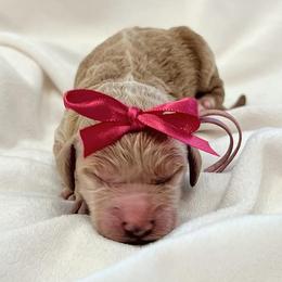 Goldendoodle Puppies from Goldendoodle Baby